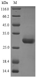 Mouse 14-3-3 protein beta/alpha (Ywhab) Recombinant Protein, N-10His, Mus musculus (Mouse), Yeast, N-terminal 10xHis-tagged, 30.6 kDa, purity >≥ 85% as determined by SDS-PAGE.