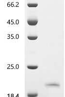 Human Interleukin-36 gamma (IL36G), Biotinylated Recombinant Protein, C-His-Avi - BioCrest Sci