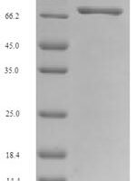 Mouse Nuclear respiratory factor 1 (Nrf1) Recombinant Protein - BioCrest Sci