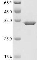 Escherichia coli DNA mismatch repair protein mutH (mutH) Recombinant Protein - BioCrest Sci
