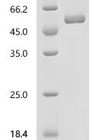 Mouse Interferon alpha-2 (Ifna2), Biotinylated Recombinant Protein - BioCrest Sci