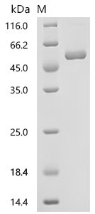 Mouse Interferon alpha-2 (Ifna2), Biotinylated Recombinant Protein, Mus musculus (Mouse), Mammalian cell, N-terminal hFc-Avi-tagged, 48.5 kDa, purity >≥ 95% as determined by SDS-PAGE.≥ 95% as determined by SEC-HPLC.