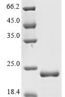 Enterobacteria phage T4 Recombination protein uvsY (uvsY) Recombinant Protein - BioCrest Sci