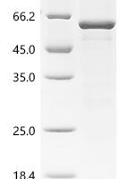 Human Myc-associated zinc finger protein (MAZ) Recombinant Protein, C-His - BioCrest Sci