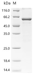 Human Myc-associated zinc finger protein (MAZ) Recombinant Protein, C-His, Homo sapiens (Human), E.coli, C-terminal 6xHis-tagged, 55.5 kDa, purity >≥ 85% as determined by SDS-PAGE.