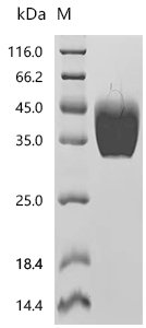 Mouse Tissue factor(F3), partial Recombinant Protein, Mus musculus (Mouse), Mammalian cell, C-terminal 10xHis-tagged, 26.8 kDa, purity >≥ 95% as determined by SDS-PAGE.