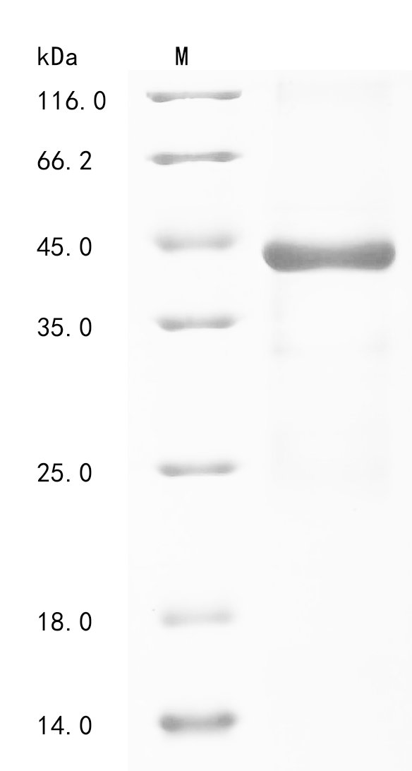 Chlamydia trachomatis Virulence plasmid protein pGP3-D Recombinant Protein, N-His-SUMO, Chlamydia trachomatis, E.coli, N-terminal 6xHis-SUMO-tagged, 40.7 kDa, purity >≥ 85% as determined by SDS-PAGE.