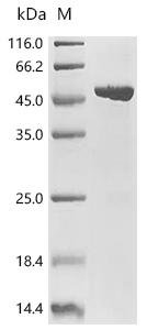 Mouse Acyl-coenzyme A thioesterase 2, mitochondrial (Acot2) Recombinant Protein, Mus musculus (Mouse), E.coli, C-terminal 6xHis-tagged, 51.9 kDa, purity >≥ 90% as determined by SDS-PAGE.