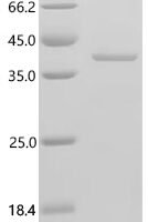 Mouse Isocitrate dehydrogenase [NAD] subunit gamma 1, mitochondrial (Idh3g) Recombinant Protein - BioCrest Sci