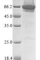 Human Extracellular serine/threonine protein kinase FAM20C (FAM20C) Recombinant Protein, N-10His/C-Myc, aa 93–584, Baculovirus - BioCrest Sci