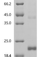 Human Growth/differentiation factor 11 (GDF11) Recombinant Protein - BioCrest Sci