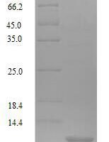 Fruit fly Accessory gland-specific peptide 70A (SP) Recombinant Protein - BioCrest Sci