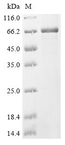 Human Septin-12 (SEPTIN12) Recombinant Protein, Homo sapiens (Human), E.coli, N-terminal 6xHis-GST-tagged, 72.3 kDa, purity >≥ 85% as determined by SDS-PAGE.
