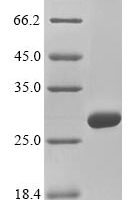 Mouse Collagen alpha-2 (IV) chain (Col4a2), partial Recombinant Protein - BioCrest Sci
