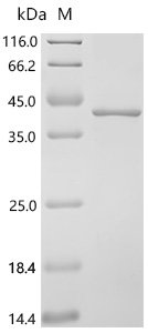 Mouse Fos-related antigen 1 (Fosl1) Recombinant Protein, N-10His, Mus musculus (Mouse), E.coli, N-terminal 10xHis-tagged, 35.9 kDa, purity >≥ 85% as determined by SDS-PAGE.