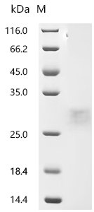 Human Folate receptor alpha (FOLR1), partial Recombinant Protein, Homo sapiens (Human), Baculovirus, C-terminal 6xHis-tagged, 25.4 kDa, purity >≥ 95% as determined by SDS-PAGE.
