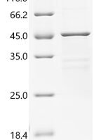 Human Transcriptional enhancer factor TEF-5 (TEAD3), partial Recombinant Protein, C-10His - BioCrest Sci