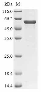 Francisella tularensis subsp. tularensis LPS-assembly protein lptD (lptD), partial Recombinant Protein, Francisella tularensis subsp. tularensis (strain SCHU S4 / Schu 4), E.coli, N-terminal 10xHis-tagged and C-terminal Myc-tagged, 59.8 kDa, purity >≥ 85% as determined by SDS-PAGE.