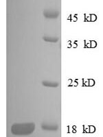 Escherichia coli 30S ribosomal protein S8 (rpsH) Recombinant Protein - BioCrest Sci