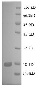 Escherichia coli 30S ribosomal protein S8 (rpsH) Recombinant Protein, Escherichia coli (strain K12), E.coli, N-terminal 6xHis-tagged, 18.0 kDa, purity >≥ 90% as determined by SDS-PAGE.