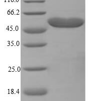 Mouse Trifunctional enzyme subunit beta, mitochondrial (Hadhb) Recombinant Protein - BioCrest Sci