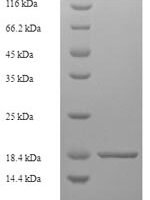 Dog Tight junction protein ZO-1 (TJP1), partial Recombinant Protein - BioCrest Sci
