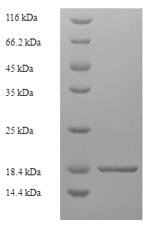 Dog Tight junction protein ZO-1 (TJP1), partial Recombinant Protein, Canis lupus familiaris (Dog) (Canis familiaris), E.coli, N-terminal 6xHis-tagged, 18.7 kDa, purity >≥ 90% as determined by SDS-PAGE.