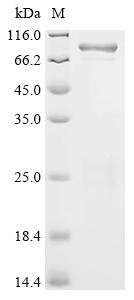 Bacillus thuringiensis subsp. tenebrionis Pesticidal crystal protein Cry3Aa (cry3Aa) Recombinant Protein, Bacillus thuringiensis subsp. tenebrionis, E.coli, N-terminal 6xHis-SUMO-tagged, 84.7 kDa, purity >≥ 85% as determined by SDS-PAGE.