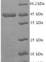 Human Repressor of RNA polymerase III transcription MAF1 homolog (MAF1) (G236R) Recombinant Protein - BioCrest Sci