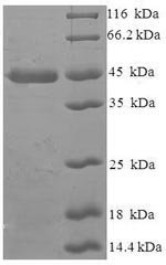 Human Repressor of RNA polymerase III transcription MAF1 homolog (MAF1) (G236R) Recombinant Protein, Homo sapiens (Human), E.coli, N-terminal 6xHis-SUMO-tagged, 44.8 kDa, purity >≥ 90% as determined by SDS-PAGE.