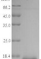 Shigella dysenteriae serotype 1 60 kDa chaperonin (groL), partial Recombinant Protein - BioCrest Sci