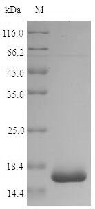Shigella dysenteriae serotype 1 60 kDa chaperonin (groL), partial Recombinant Protein, Shigella dysenteriae serotype 1 (strain Sd197), E.coli, N-terminal 10xHis-SUMO-tagged and C-terminal Myc-tagged, 66.9 kDa, purity >≥ 90% as determined by SDS-PAGE.