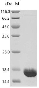 Human Polyubiquitin-B (UBB), partial Recombinant Protein, Homo sapiens (Human), E.coli, C-terminal 6xHis-tagged, 15.5 kDa, purity >≥ 95% as determined by SDS-PAGE.