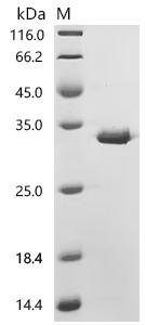 Helicobacter pylori Vacuolating cytotoxin autotransporter (vacA), partial Recombinant Protein, C-His, aa 37–245, E.coli, C-terminal 6xHis-tagged, 29.5 kDa, purity >≥ 95% as determined by SDS-PAGE.