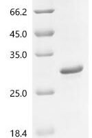 Crambe hispanica subsp. abyssinica Crambin (THI2) Recombinant Protein - BioCrest Sci