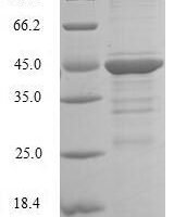 Human CCAAT/enhancer-binding protein gamma (CEBPG) Recombinant Protein - BioCrest Sci