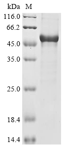 Rat Angiopoietin-1 (Angpt1) Recombinant Protein, C-His, aa 20–497, Mammalian cell, Rattus norvegicus (Rat), Mammalian cell, C-terminal 6xHis-tagged, 56.5 kDa, purity >≥ 85% as determined by SDS-PAGE.