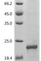 Bovine Interleukin-4 (IL4) Recombinant Protein, C-His, aa 25–135, E.coli - BioCrest Sci