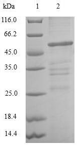 Human Chloride intracellular channel protein 4 (CLIC4) Recombinant Protein, Homo sapiens (Human), E.coli, N-terminal GST-tagged, 55.8 kDa, purity >≥ 90% as determined by SDS-PAGE.