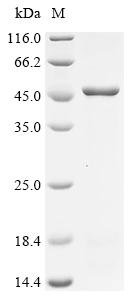 Human herpesvirus 6B Envelope glycoprotein B (gB), partial Recombinant Protein, Human herpesvirus 6B (strain Z29) (HHV-6 variant B) (Human B lymphotropic virus), E.coli, N-terminal 10xHis-tagged and C-terminal Myc-tagged, 51.1 kDa, purity >≥ 85% as determined by SDS-PAGE.