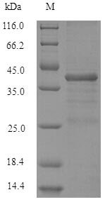 Human Serine/arginine-rich splicing factor 10 (SRSF10) Recombinant Protein, Homo sapiens (Human), E.coli, N-terminal 6xHis-SUMO-tagged, 38.2 kDa, purity >≥ 90% as determined by SDS-PAGE.