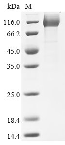 Human CD44 antigen (CD44), partial Recombinant Protein, C-hFc1, Homo sapiens (Human), Mammalian cell, C-terminal hFc1-tagged, 71.1 kDa, purity >≥ 95% as determined by SDS-PAGE.