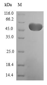 Human Elongation factor 1-beta (EEF1B2) Recombinant Protein, Homo sapiens (Human), E.coli, N-terminal GST-tagged, 51.8 kDa, purity >≥ 90% as determined by SDS-PAGE.