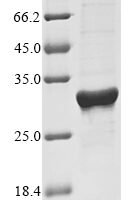 Rat High mobility group protein B1 (Hmgb1) Recombinant Protein, N-His - BioCrest Sci