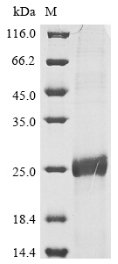 Human papillomavirus 11 Protein E6 (E6) Recombinant Protein, N-His, Human papillomavirus type 11, E.coli, N-terminal 6xHis-tagged, 23.4 kDa, purity >≥ 90% as determined by SDS-PAGE.