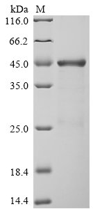 Human Neurosecretory protein VGF (VGF), partial Recombinant Protein, Homo sapiens (Human), E.coli, N-terminal 10xHis-GST-tagged and C-terminal Myc-tagged, 54.6 kDa, purity >≥ 85% as determined by SDS-PAGE.