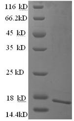 Human Cell adhesion molecule CEACAM4 (CEACAM4), partial Recombinant Protein, Homo sapiens (Human), E.coli, N-terminal 6xHis-tagged, 16.7 kDa, purity >≥ 90% as determined by SDS-PAGE.