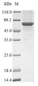 Human Serine/threonine-protein phosphatase 2A 55 kDa regulatory subunit B gamma isoform (PPP2R2C) Recombinant Protein, N-10His/C-Myc, aa 1–447, Baculovirus, Homo sapiens (Human), Baculovirus, N-terminal 10xHis-tagged and C-terminal Myc-tagged, 55.5 kDa, purity >≥ 85% as determined by SDS-PAGE.