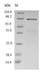 Human Translation initiation factor eIF-2B subunit beta (EIF2B2) Recombinant Protein, Homo sapiens (Human), E.coli, N-terminal GST-tagged, 66.0 kDa, purity >≥ 90% as determined by SDS-PAGE.