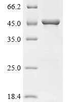 Human Flotillin-1 (FLOT1) Recombinant Protein, Tag-Free - BioCrest Sci